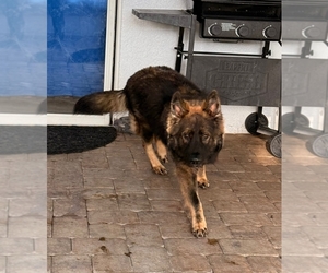 Father of the German Shepherd Dog puppies born on 07/31/2025