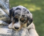 Puppy Birch Dorgi