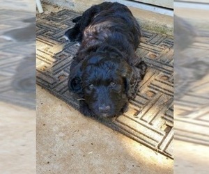 Labradoodle Puppy for sale in BEDFORD, TX, USA
