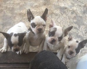 French Bulldog Puppy for sale in SHOW LOW, AZ, USA