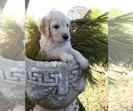 Small Photo #9 Goldendoodle Puppy For Sale in PROSPECT, VA, USA