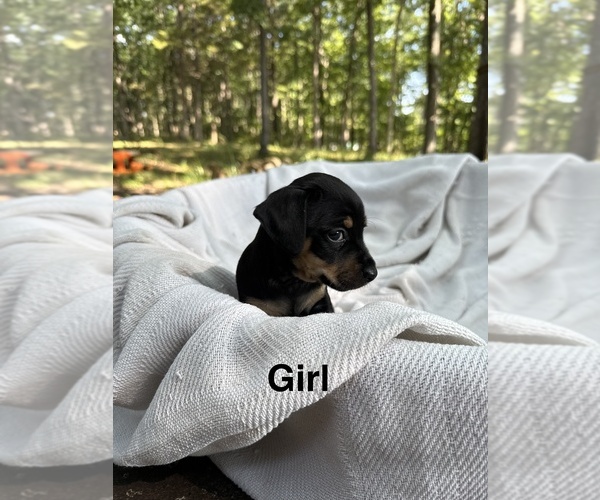 Medium Photo #3 Doxie-Pin Puppy For Sale in NEW FLORENCE, MO, USA