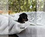 Small #2 Doxie-Pin