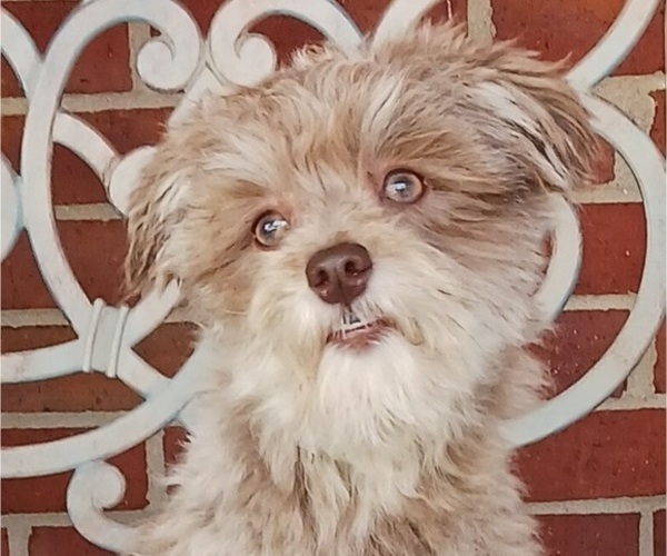Medium Photo #1 Havanese Puppy For Sale in WINSTON SALEM, NC, USA