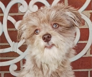 Havanese Puppy for sale in WINSTON SALEM, NC, USA