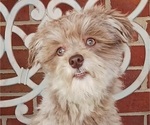 Image preview for Ad Listing. Nickname: DUSTY