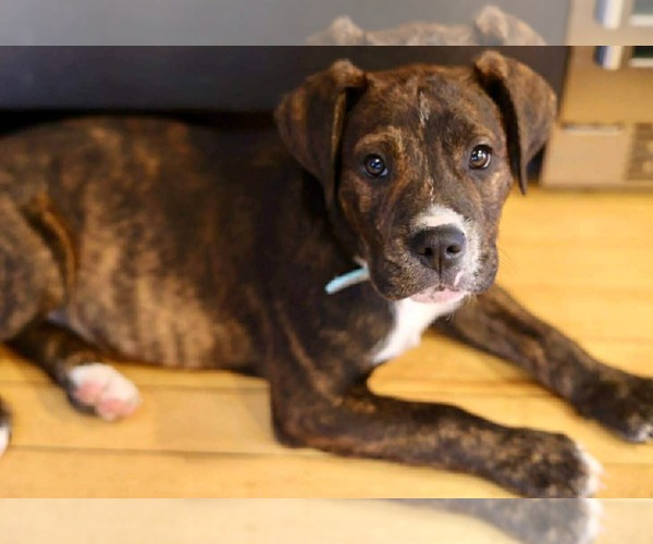 Medium Photo #2 Boxer-Unknown Mix Puppy For Sale in Duluth, MN, USA