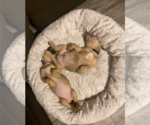 Small #12 Boxer Mix