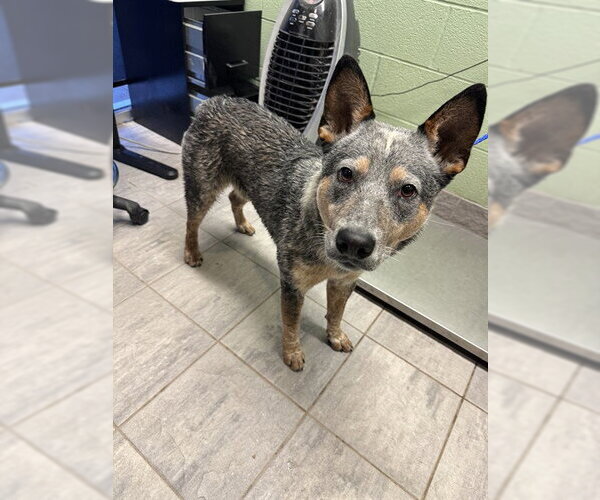 Medium Photo #1 Mutt Puppy For Sale in Grand Prairie, TX, USA