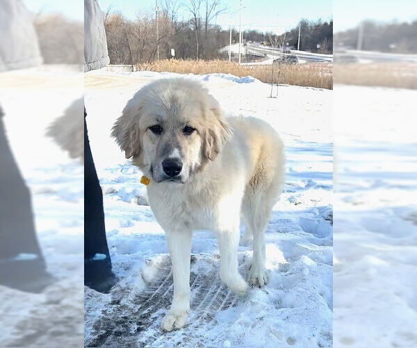 Medium Photo #1 Golden Pyrenees Puppy For Sale in Genesee, WI, USA