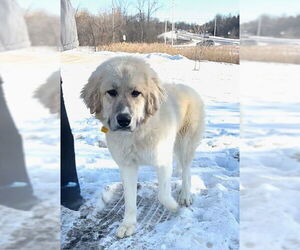 Golden Pyrenees Dogs for adoption in Genesee, WI, USA