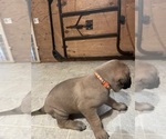 Small Photo #7 Mastiff Puppy For Sale in CALDWELL, ID, USA