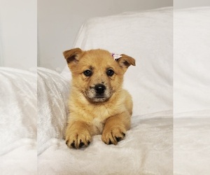 Pomsky-Unknown Mix Puppy for sale in GOSHEN, IN, USA