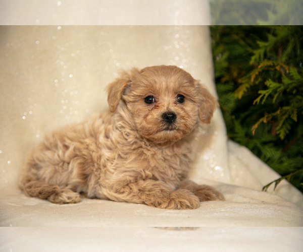 Medium Photo #3 Bichpoo Puppy For Sale in LEOLA, PA, USA