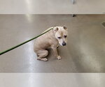 Small American Pit Bull Terrier