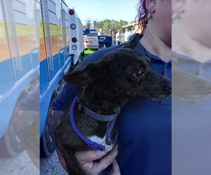 Mutt Dogs for adoption in Fort Lauderdale, FL, USA