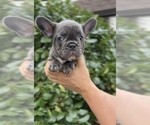 Small #2 French Bulldog