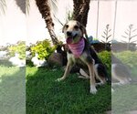 Small Photo #8 German Shepherd Dog-Greyhound Mix Puppy For Sale in Escondido, CA, USA