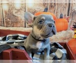 Small Photo #5 French Bulldog Puppy For Sale in ROSEVILLE, CA, USA