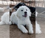 Puppy Red Glitter Great Pyrenees