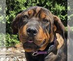 Small Rottweiler Mix