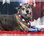 Small #14 Catahoula Leopard Dog Mix