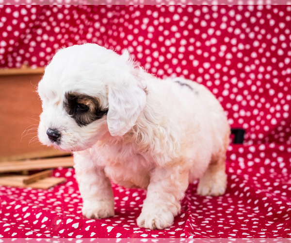 Medium Photo #14 Saint Berdoodle Puppy For Sale in WAKARUSA, IN, USA