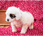 Small Photo #14 Saint Berdoodle Puppy For Sale in WAKARUSA, IN, USA