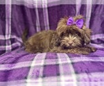 Small #2 ShihPoo