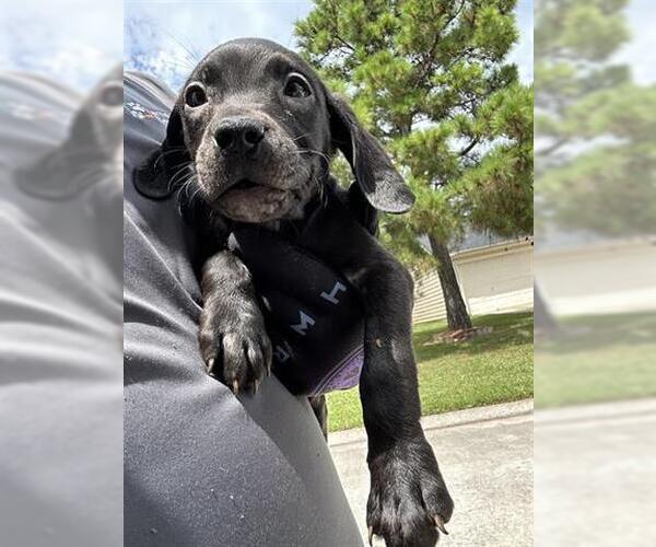 Medium Photo #1 American Pit Bull Terrier-Unknown Mix Puppy For Sale in Houston, TX, USA