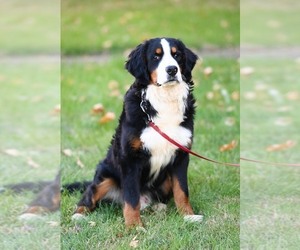 Medium Bernese Mountain Dog