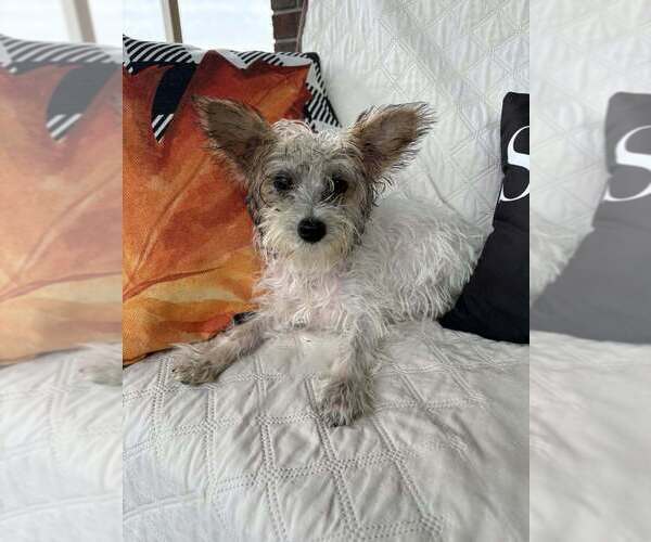 Medium Photo #4 Shih Tzu-Unknown Mix Puppy For Sale in Aurora, IN, USA
