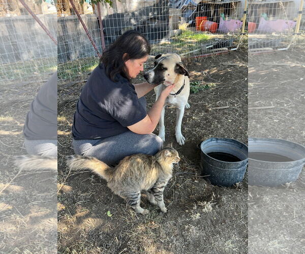 Medium Photo #3 Mastiff Puppy For Sale in Alturas, CA, USA