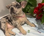 Small #3 French Bulldog
