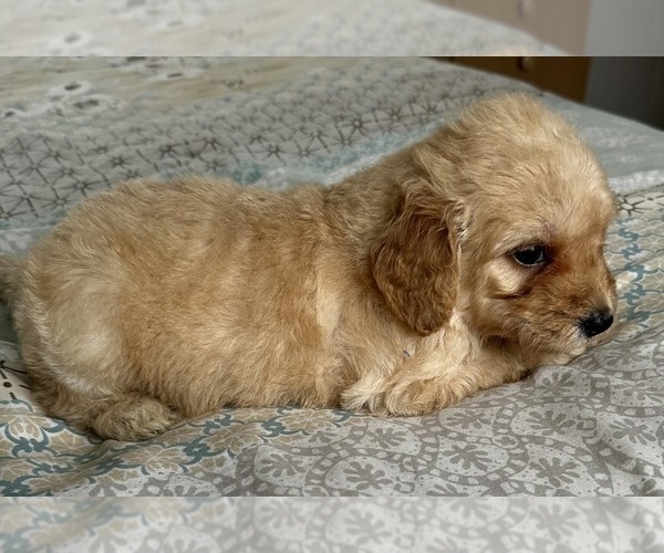Medium Photo #26 Goldendoodle (Miniature) Puppy For Sale in PENSACOLA, FL, USA