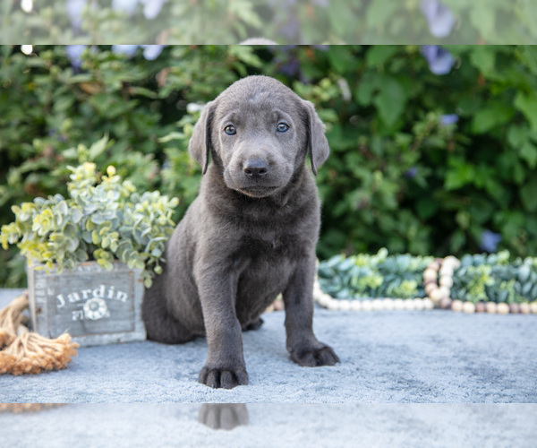 Medium Photo #2 Labrador Retriever Puppy For Sale in BLUFFTON, IN, USA