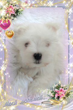 Medium Photo #3 Maltese Puppy For Sale in DOUGLAS, GA, USA