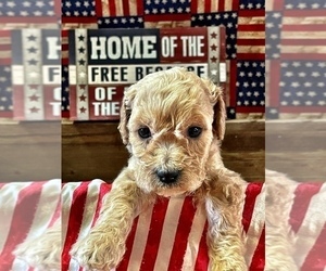 Goldendoodle (Miniature) Puppy for Sale in SAN ANTONIO, Texas USA