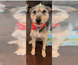 Mutt Dogs for adoption in Lee's Summit, MO, USA