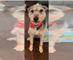 SOL - Female Mutt Dog for Adoption - Small photo
