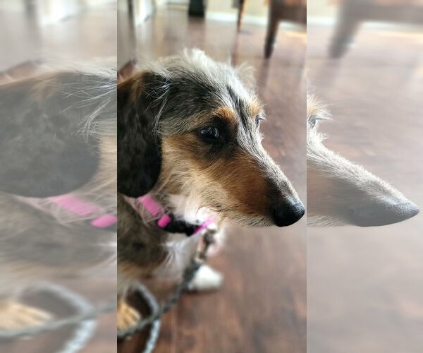 Medium Photo #2 Dachshund Puppy For Sale in Shelbyville, TN, USA