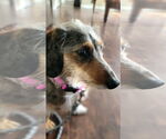 Small #1 Dachshund