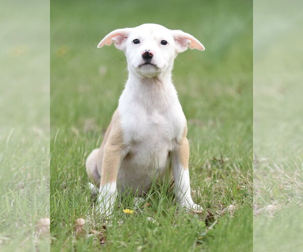 Medium Photo #4 Chihuahua-Unknown Mix Puppy For Sale in Mechanicsburg, PA, USA
