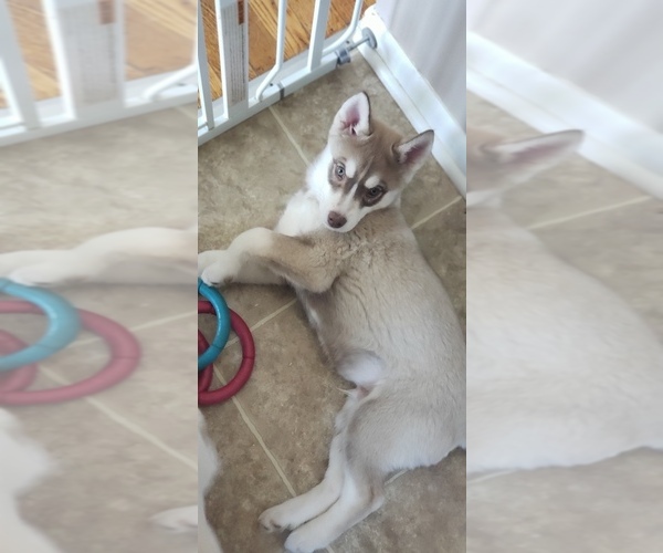 Medium Photo #11 Siberian Husky Puppy For Sale in FREELAND, MI, USA