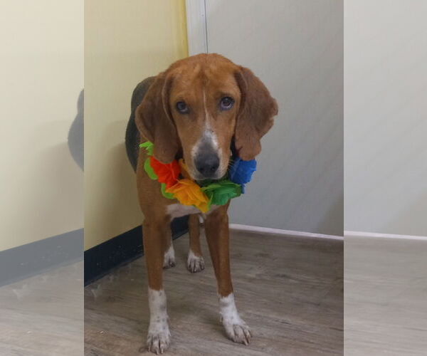 Medium Photo #9 Mutt Puppy For Sale in Murfreesboro, NC, USA