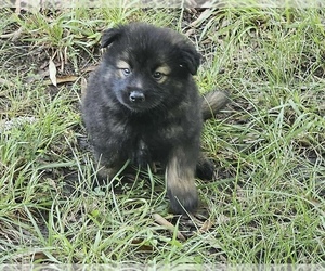 Golden Retriever-Keeshond Mix Puppy for Sale in SUFFOLK, Virginia USA