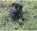 Small Golden Retriever-Keeshond Mix