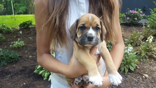 Medium Photo #1 Beabull Puppy For Sale in CHRISTIANA, PA, USA