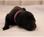Small Photo #6 Aussiedoodle Miniature  Puppy For Sale in ALLEN, TX, USA