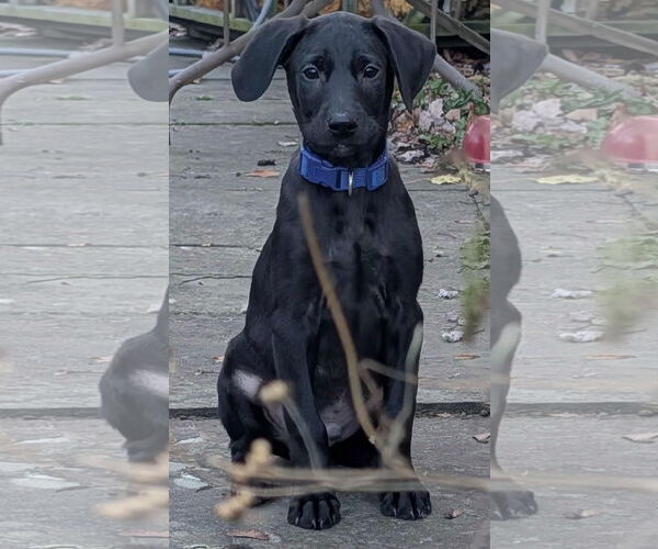 Medium Photo #6 Labrador Retriever-Unknown Mix Puppy For Sale in SHERBURNE, NY, USA